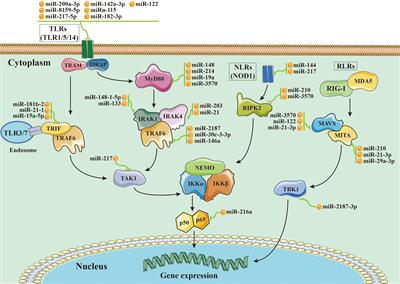 Non-coding RNAs targeting NF-κB pathways in aquatic animals: A review